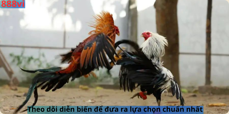 Theo dõi diễn biến để đưa ra lựa chọn chuẩn nhất